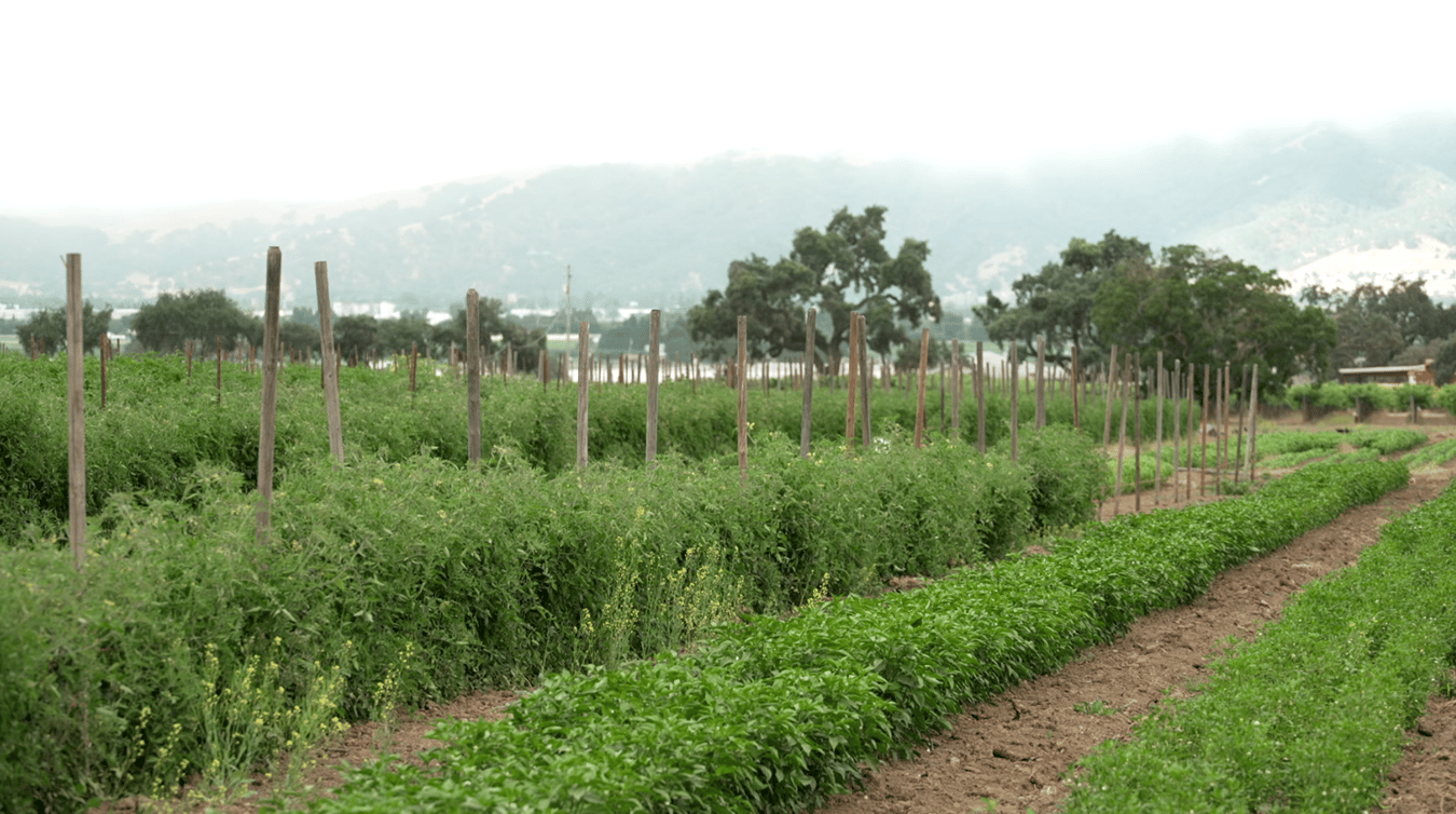 Community Connections Spade & Plow